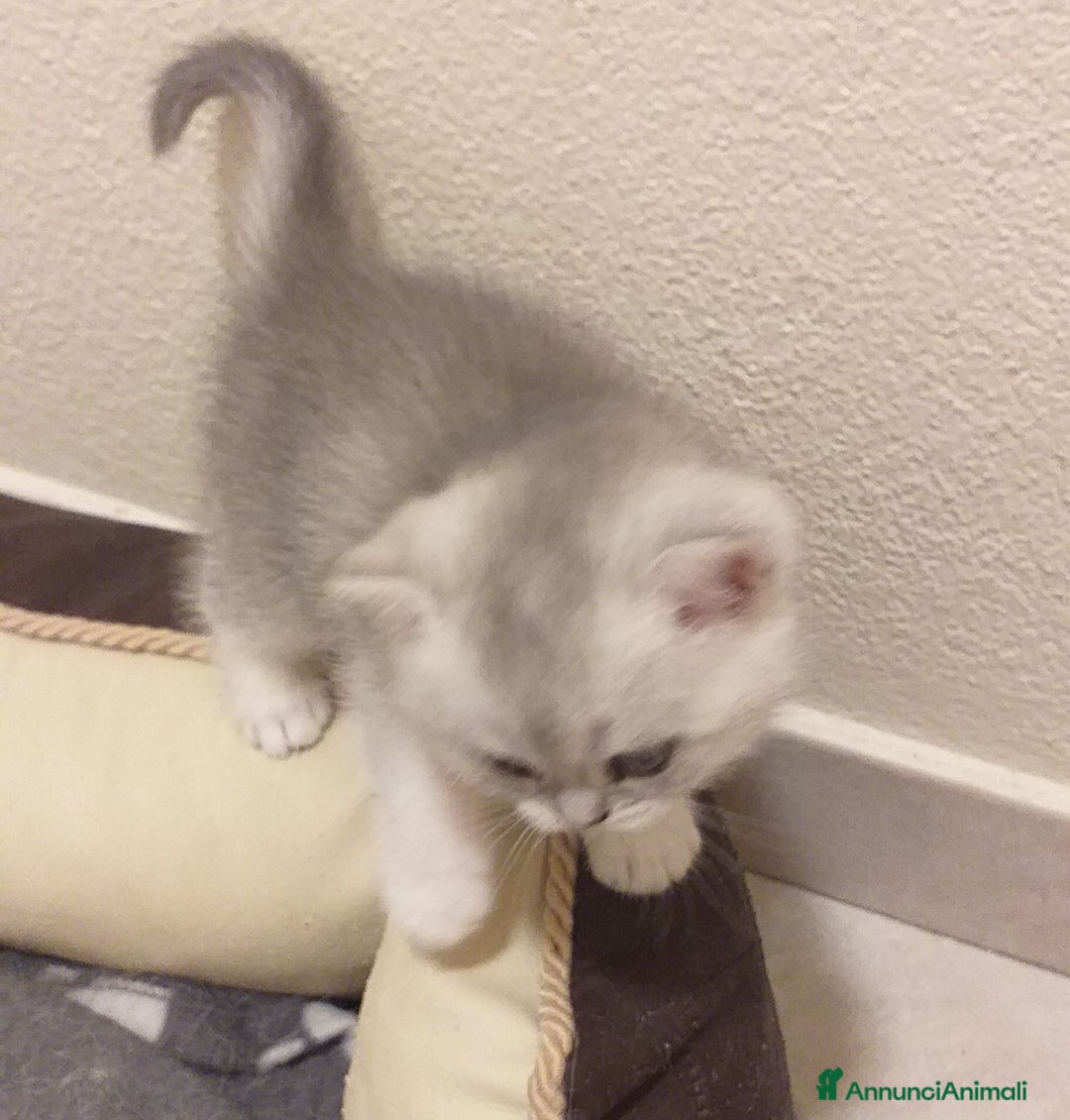 British gatti in vendita: Cuccioli British/Scottish  - Annuncio 9