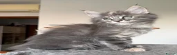 Maine Coon gatti in vendita: Maine coon cuccioli pedigree ANFI a Provincia di Bergamo - Annuncio 4