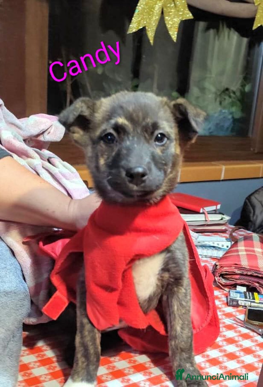 Meticcio cani in regalo: GEORGI CANDY LAMÙ spettacolari cucciole di 3 mesi  - Annuncio 6