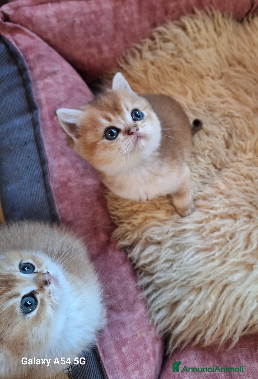 Scottish gatti in vendita: Scottish straight con pedigree campania  - Annuncio 2