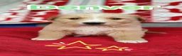 Meticcio cani in regalo: 13 cuccioli abbandonati cercano adozione a Provincia di Bergamo - Annuncio 6
