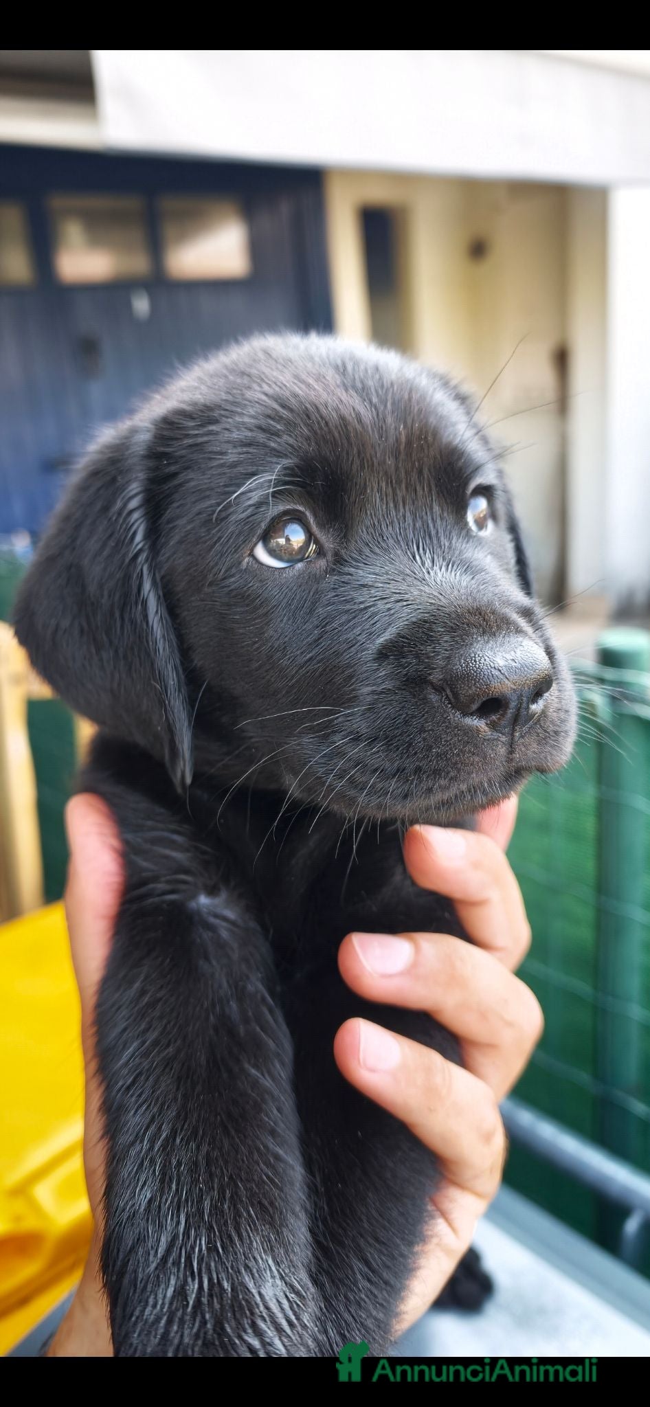 Labrador cani Cuccioli di Labrador retriever neri - Annuncio 1