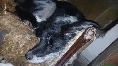 Meticcio cani cuccioli pastori blue merle - Annuncio 6