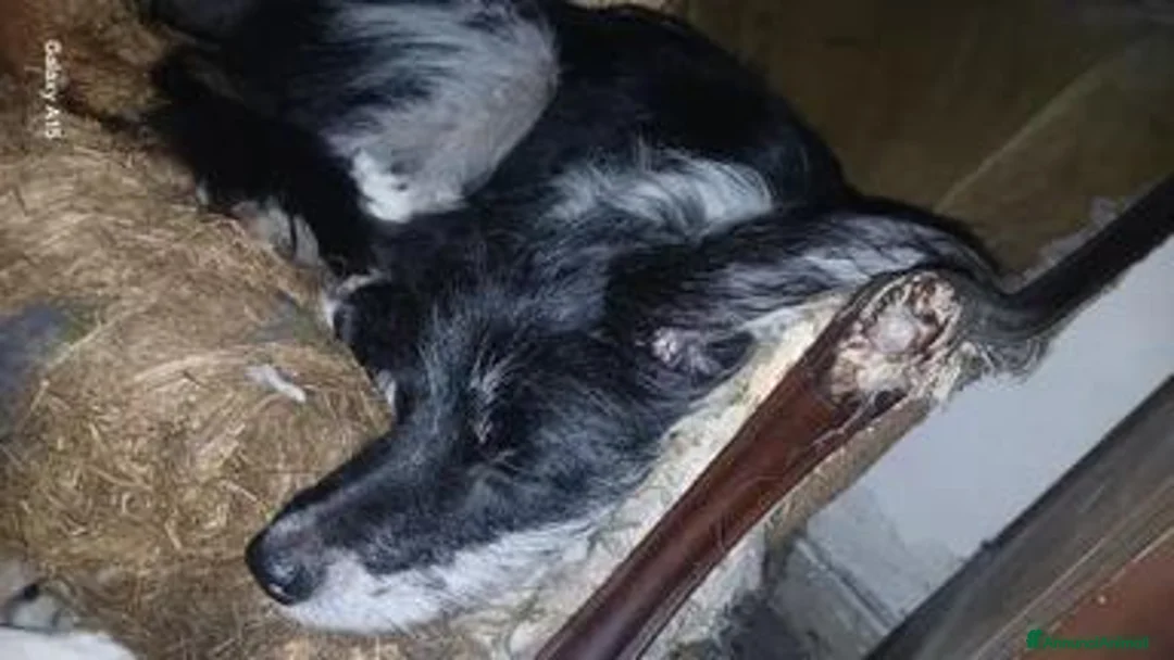 Meticcio cani in vendita: cuccioli pastori blue merle - Annuncio 1