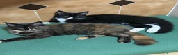 Maine Coon gatti in vendita: Maine Coon a Città metropolitana di Roma Capitale - Annuncio 12