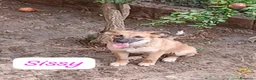 Meticcio cani in regalo: Sissy,taglia media! (5 mesi)  - Annuncio 2