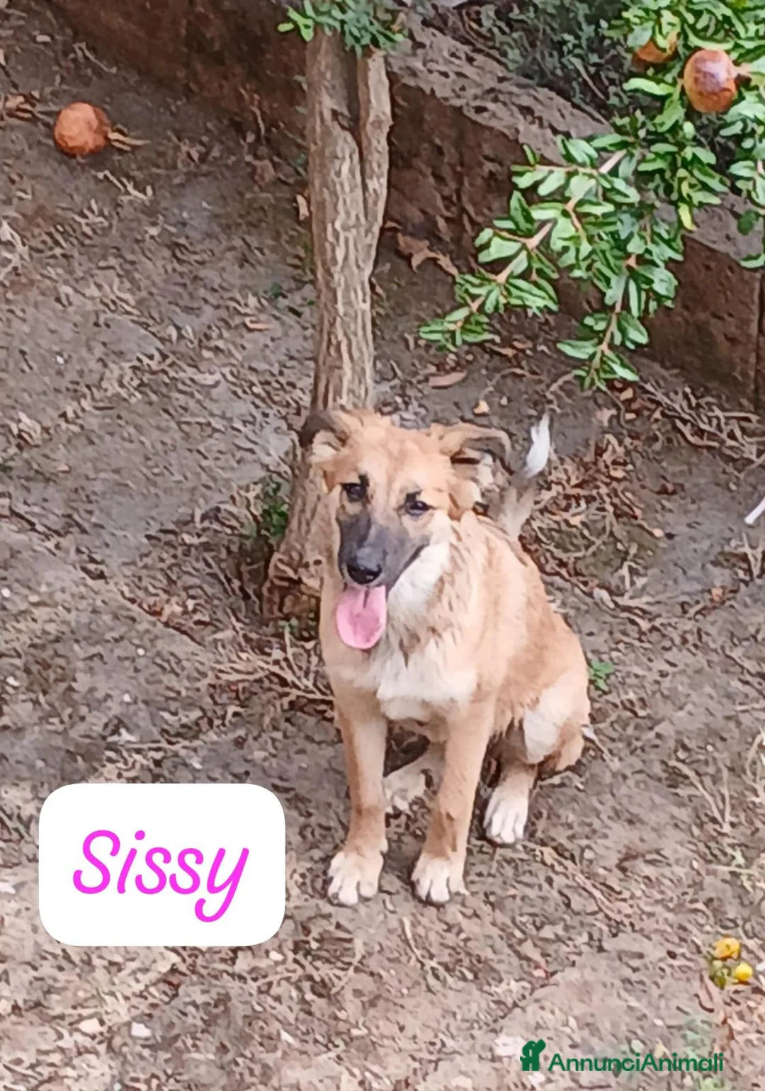 Meticcio cani in regalo: Sissy,taglia media! (5 mesi)  - Annuncio 2