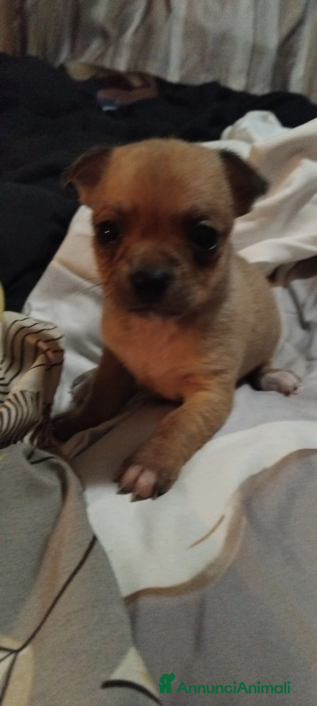 Chihuahua cani in vendita: Cuccioli di Chihuahua - Annuncio 5