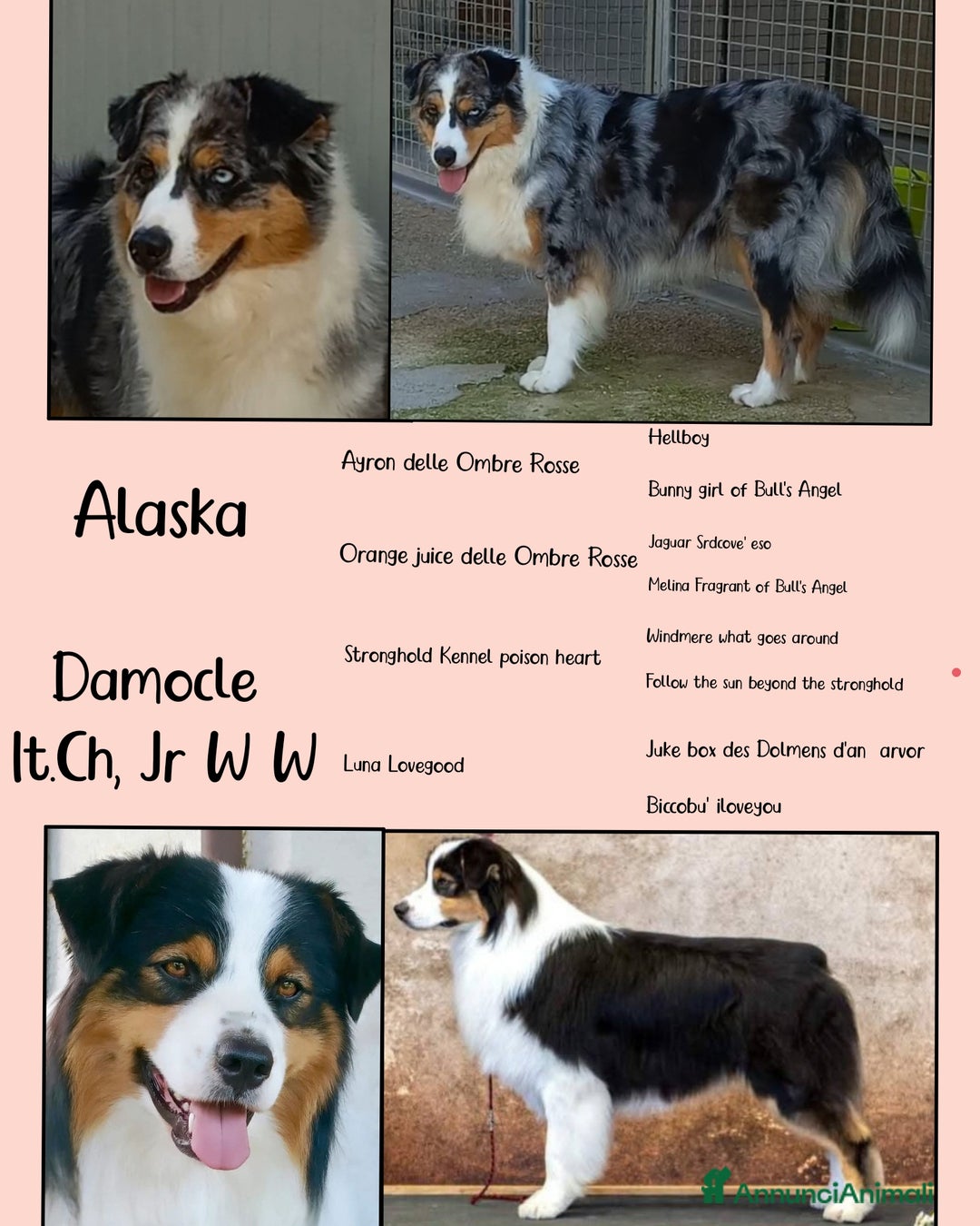 Australian Shepherd cani in vendita: Cuccioli pastore australiano  - Annuncio 10