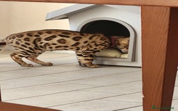 Bengala gatti in vendita: Gatto bengala  a Città metropolitana di Roma Capitale - Immagine 13