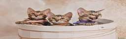Bengala gatti in vendita: Cuccioli Bengala Jangaleecats - Annuncio 9