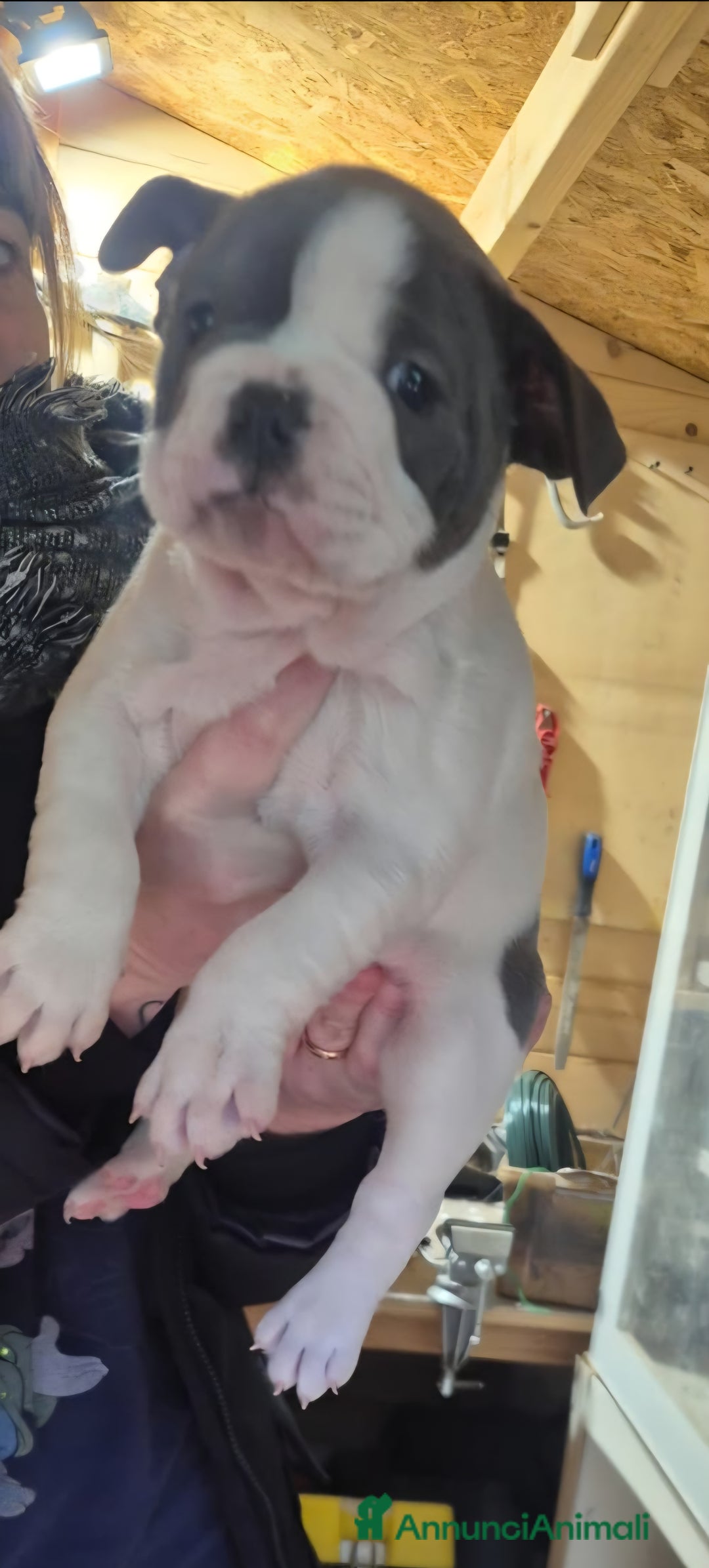 Bulldog Francese cani in vendita: Bouledogue francese - Annuncio 3