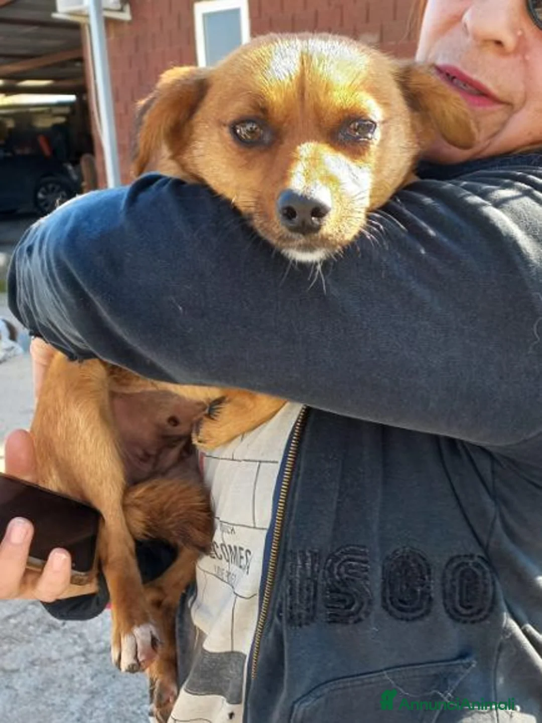 Meticcio cani in regalo: ROSE piccola dolce cagnolina - Annuncio 2