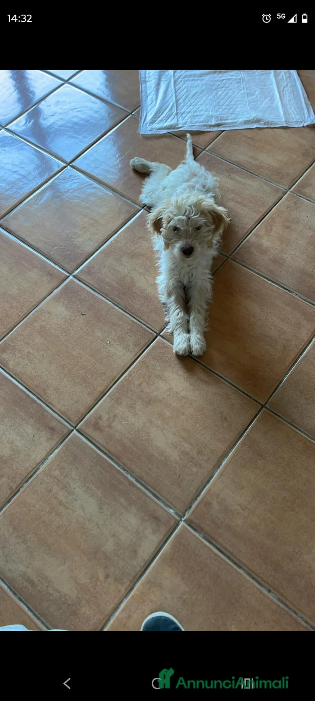 Lagotto cani in vendita: Cucciola Lagotto 3 mesi - Annuncio 2
