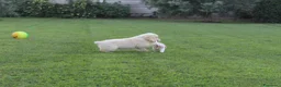 Golden Retriever cani in vendita: ultimi 2 cuccioli di golden retriever con pedigree - Annuncio 5