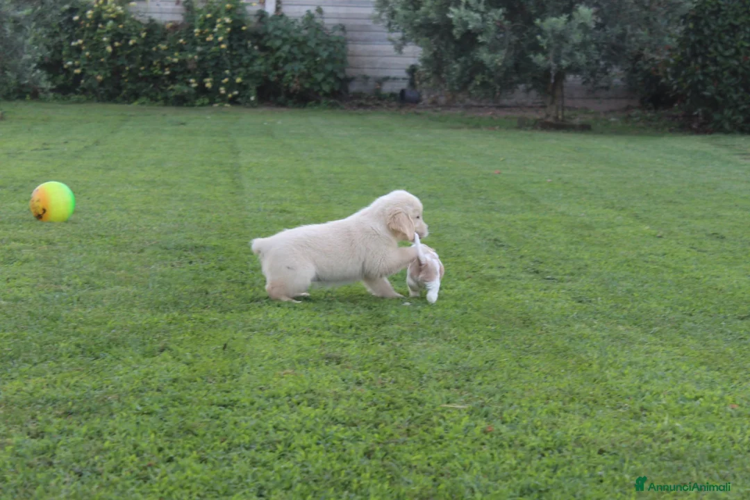 Golden Retriever cani in vendita: ultimi 2 cuccioli di golden retriever con pedigree - Annuncio 5