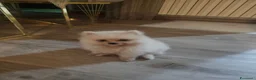 Spitz cani in vendita: Spitz di Pomerania  a Provincia di Lecco - Annuncio 6