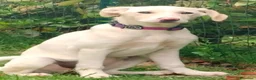 Meticcio cani in regalo: Flo cucciola di 4 mesi cerca casa - Annuncio 4