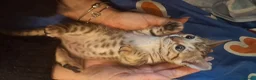 Bengala gatti in vendita: Bengala cuccioli  - Annuncio 1