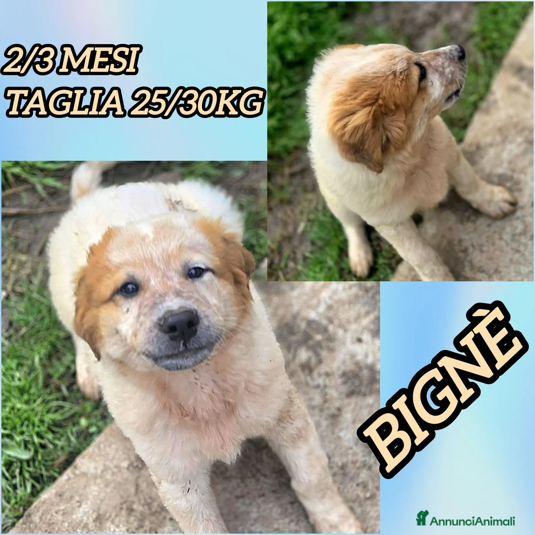 Meticcio cani in regalo: BIGNÈ ASPETTA UNA MAMMA  - Annuncio 2
