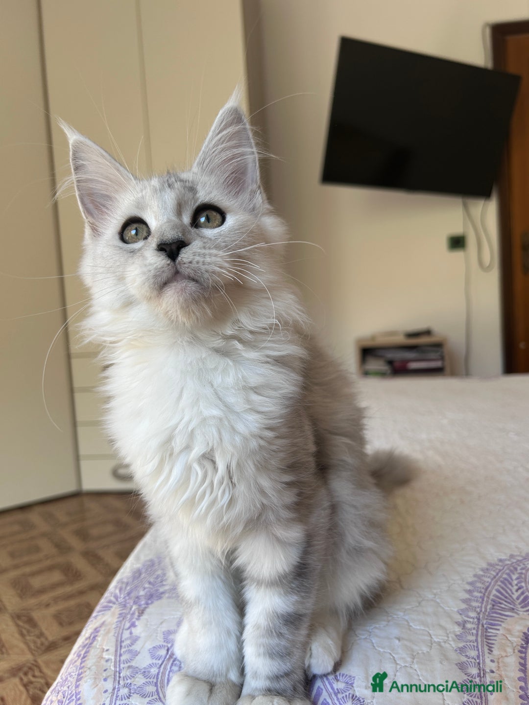 Maine Coon gatti in vendita: Maine Coon femmina ped. Anfi - Annuncio 8