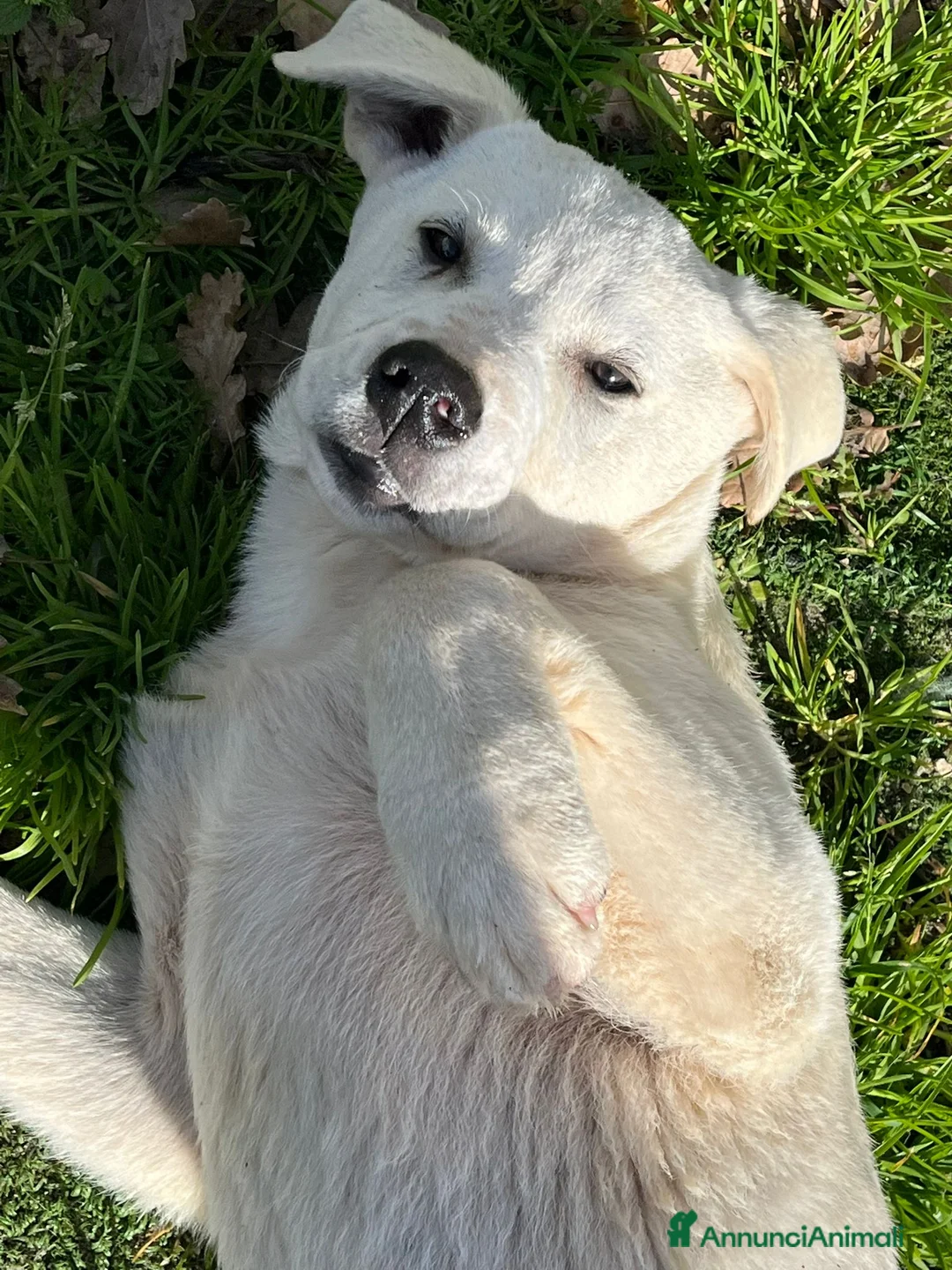 Meticcio cani in regalo: Cucciolo in canile  - Annuncio 7