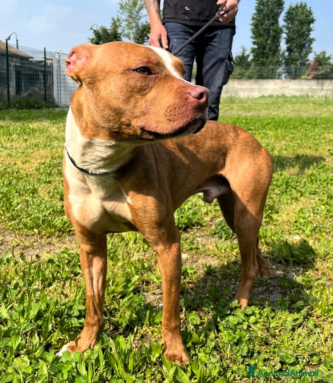 Meticcio cani in regalo: DANKO BELLISSIMO PIT - Annuncio 2
