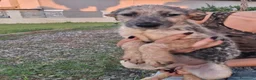 Meticcio cani in regalo: LIVIA 🩷 timida all’inizio, speciale per sempre 😍 a Provincia di Mantova - Annuncio 3