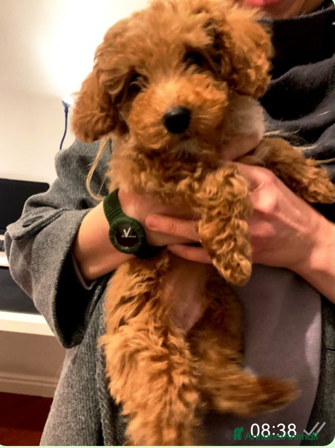 Barboncino Toy cani Cucciolo maschio barboncino red - Annuncio 1