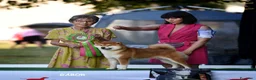 Shiba Inu cani in vendita: Shiba inu - Annuncio 25