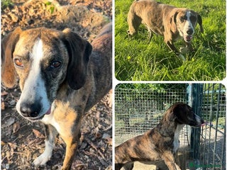 Meticcio cani BRINA dolce ed allegra - Annuncio 2