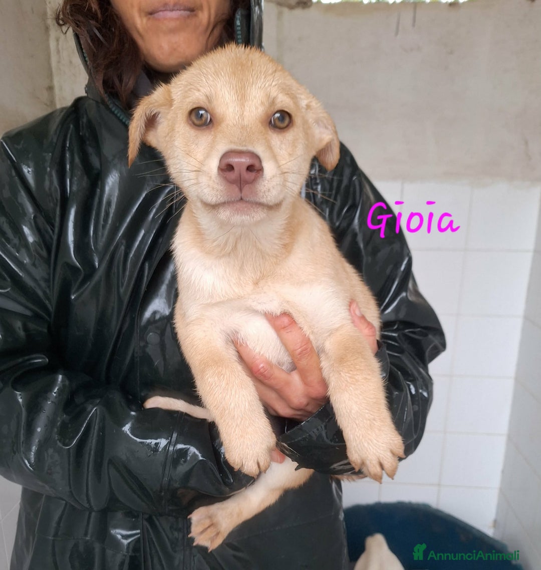 Meticcio cani in regalo: Gioia stupenda cucciola in adozione  - Annuncio 1