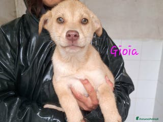 Meticcio cani Gioia stupenda cucciola in adozione - Annuncio 23