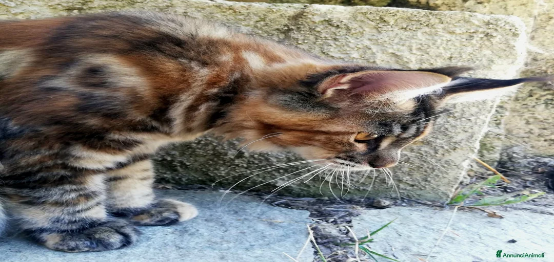 Immagine della galleria {{count}}