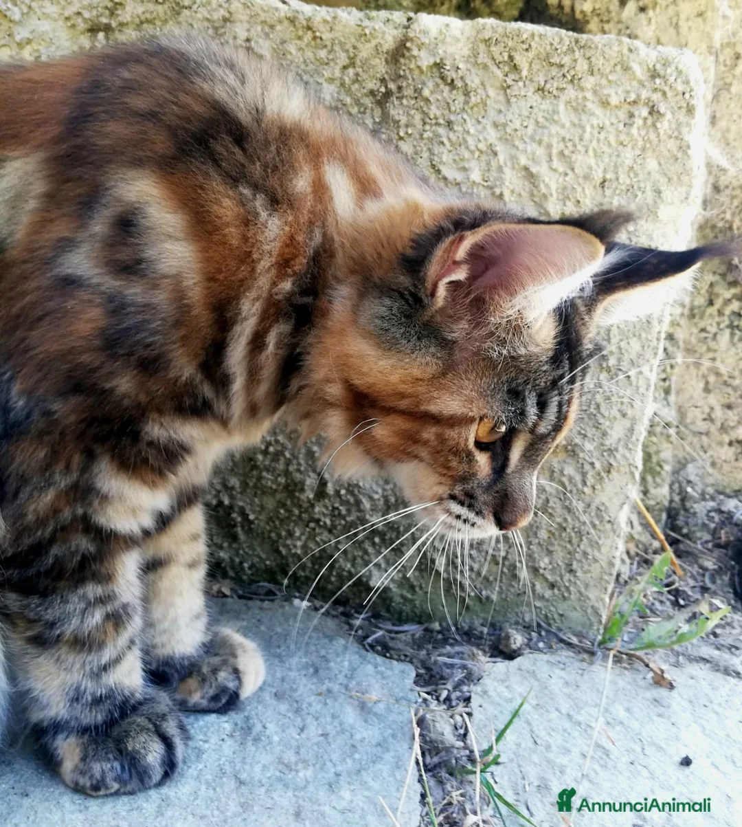 Immagine della galleria {{count}}