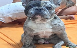 Bulldog Francese cani in vendita: Cuccioli bouldogue francesi esotici  a Città metropolitana di Roma Capitale - Immagine 8