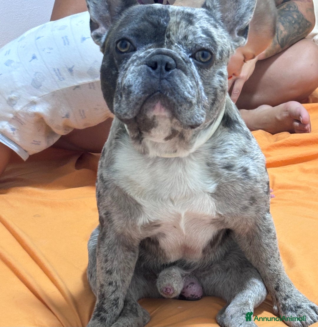 Bulldog Francese cani in vendita: Cuccioli bouldogue francesi esotici  a Città metropolitana di Roma Capitale - Immagine 8