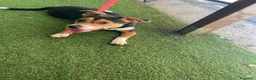 Jack Russell cani in regalo: Si chiama Venere - Annuncio 6