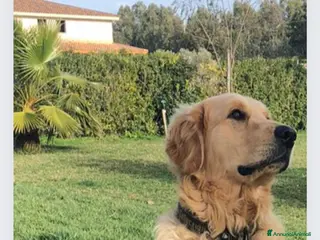 Golden Retriever cani Cuccioli Golden angloamericani - Annuncio 4