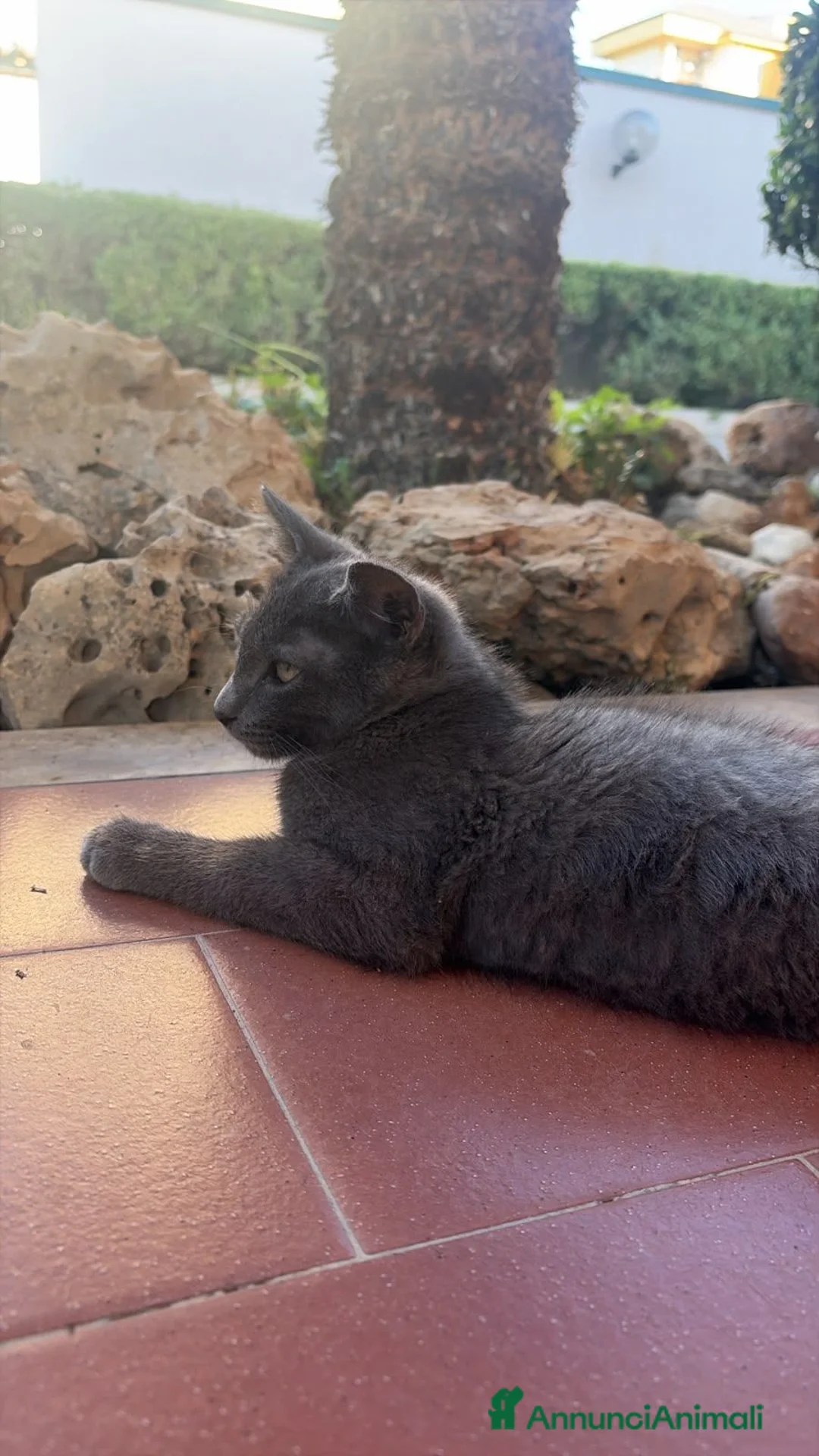 Altre razze gatti in regalo: Gattino maschio cerca casa prov. Caserta a Provincia di Caserta - Annuncio 7