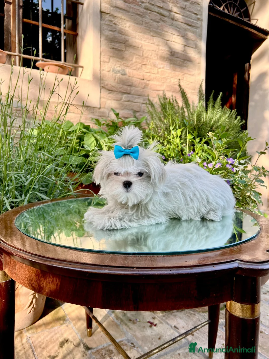 Maltese cani in vendita: Maltesi con Pedigree a Provincia di Pordenone - Annuncio 2