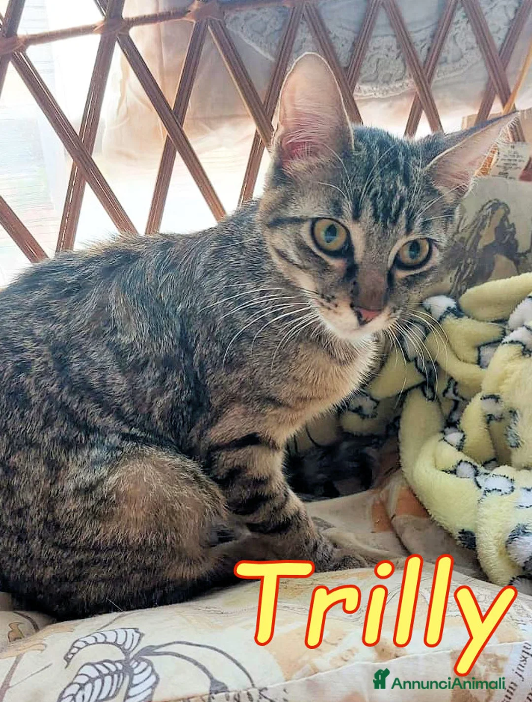 Europeo gatti in regalo:  TRILLI CERCA CASA - Annuncio 2
