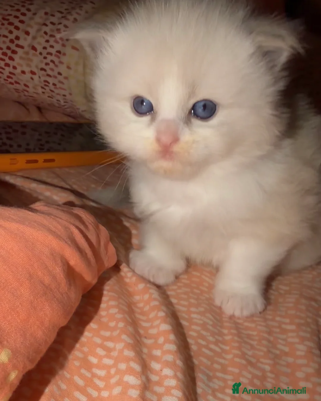 Ragdoll gatti in vendita: Gattini ragdoll adozione  - Annuncio 7