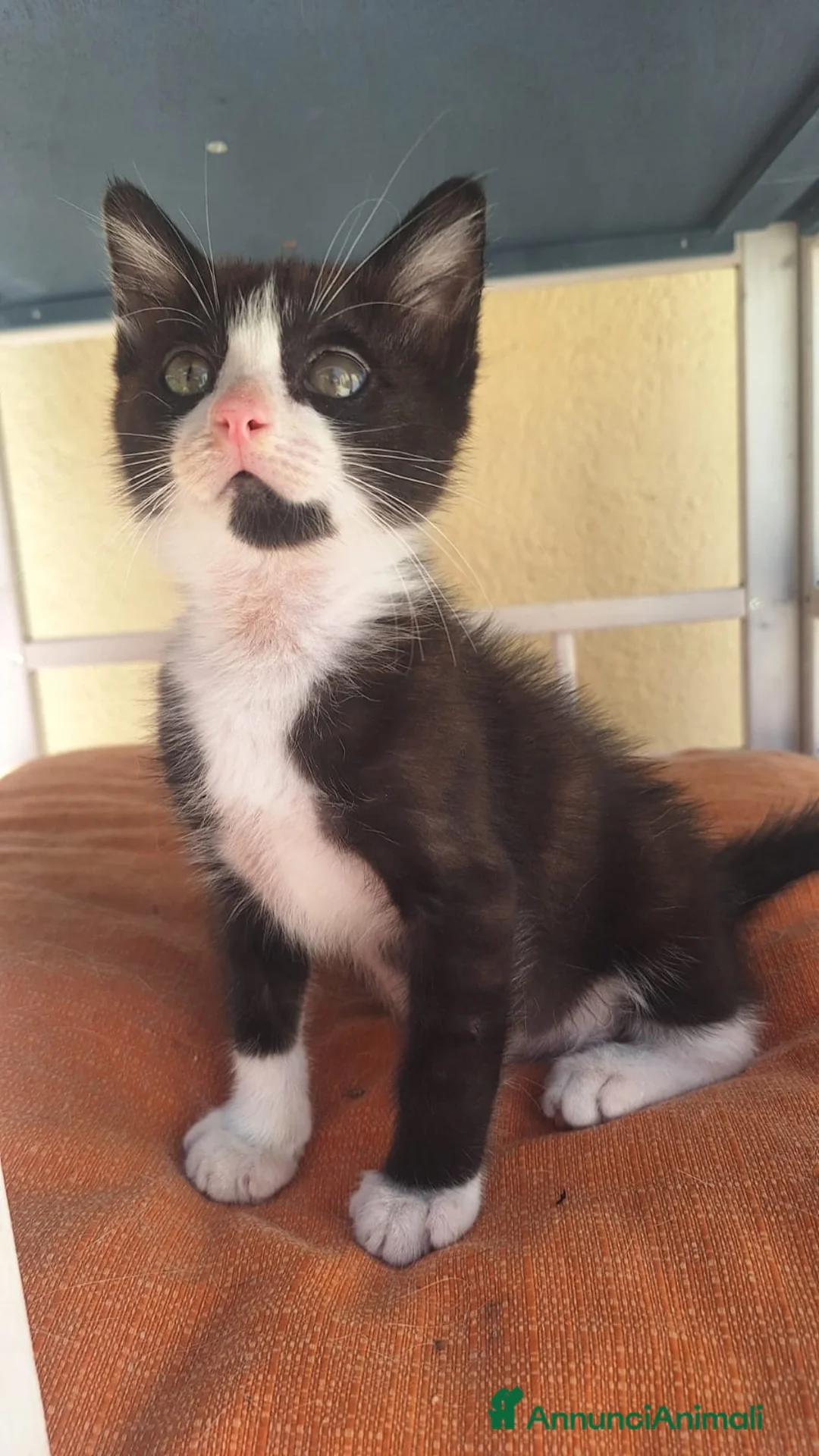 Altre razze gatti in regalo: MICINI, URGENTE!!! TEMPO SCADUTO  a Provincia di Arezzo - Annuncio 12