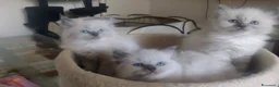 Ragdoll gatti in vendita: Ragdoll gattini - Annuncio 1