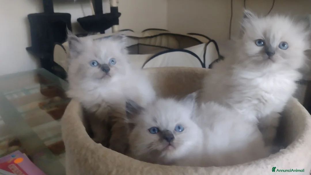 Ragdoll gatti in vendita: Ragdoll gattini - Annuncio 1