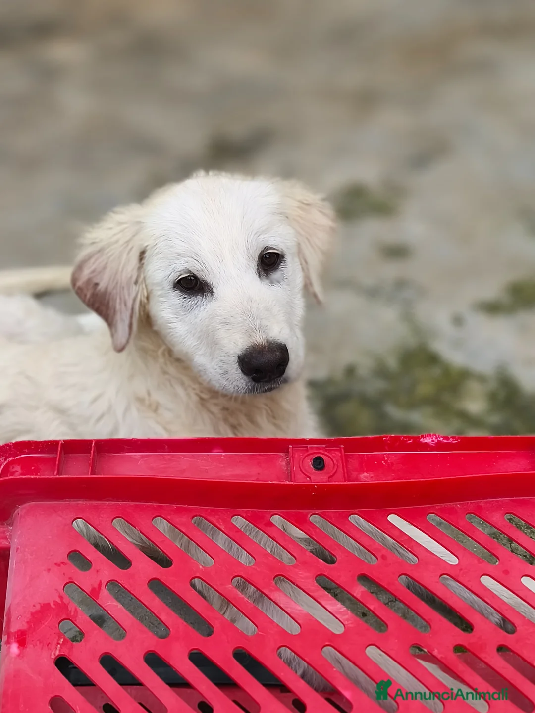 Pastore Maremmano cani in regalo: Lava bella e pacata - Annuncio 5