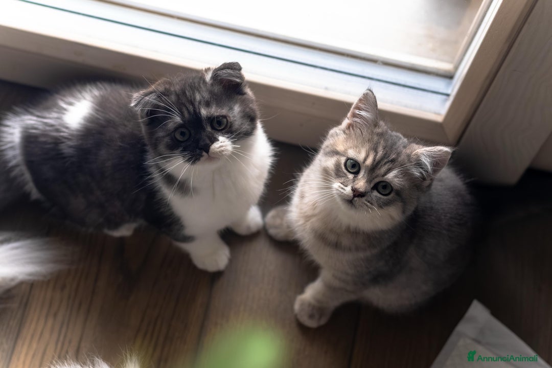 Scottish gatti in vendita: Gattini Scottish fold e straight  - Annuncio 1