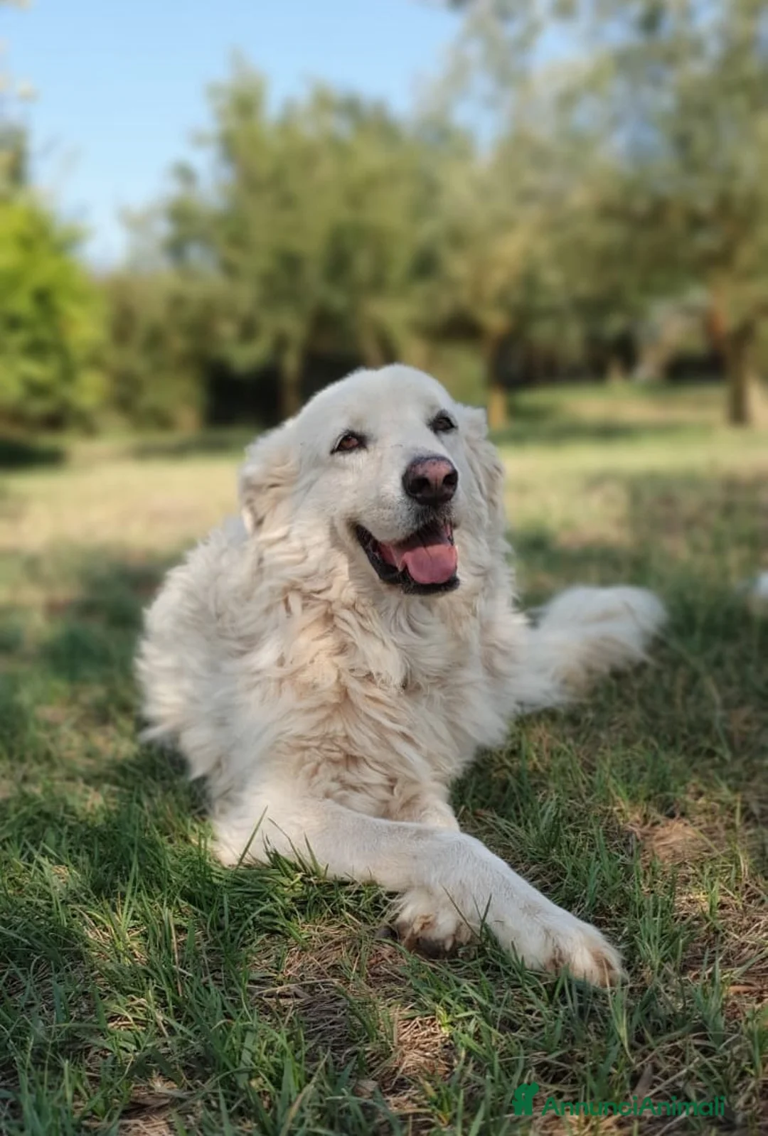 Pastore Maremmano cani in regalo: ROSETTA,giocherellona e sguardo fiero a Pomezia - Annuncio 7