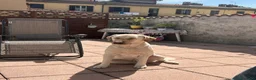 Labrador cani in regalo: Labrador  a Provincia del Verbano-Cusio-Ossola - Annuncio 2